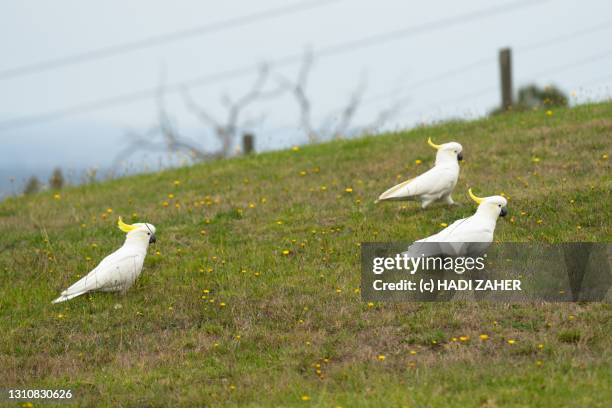 a flock of sulphur crested cockatoos - flock of parrots stock pictures, royalty-free photos & images