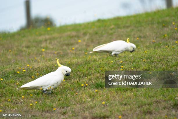 a flock of sulphur crested cockatoos - flock of parrots stock pictures, royalty-free photos & images