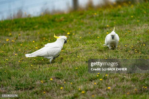 a flock of sulphur crested cockatoos - flock of parrots stock pictures, royalty-free photos & images