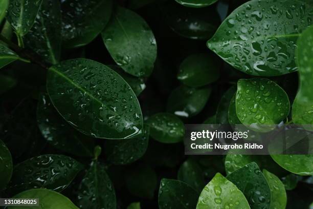 banyan leaves - dew foto e immagini stock