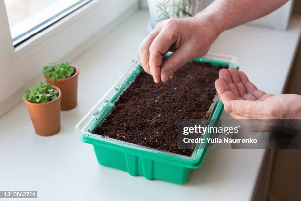 planting seeds, gardening on the window - peat stockfoto's en -beelden