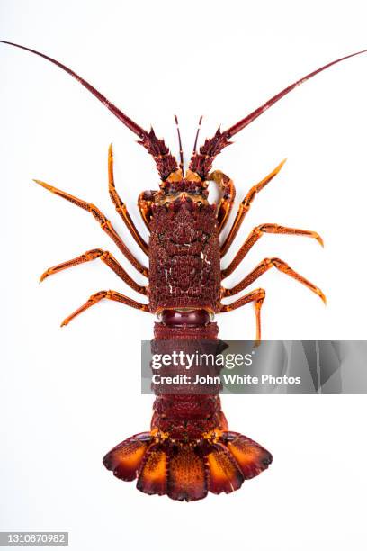 southern rock lobster. australia. - hummer bildbanksfoton och bilder