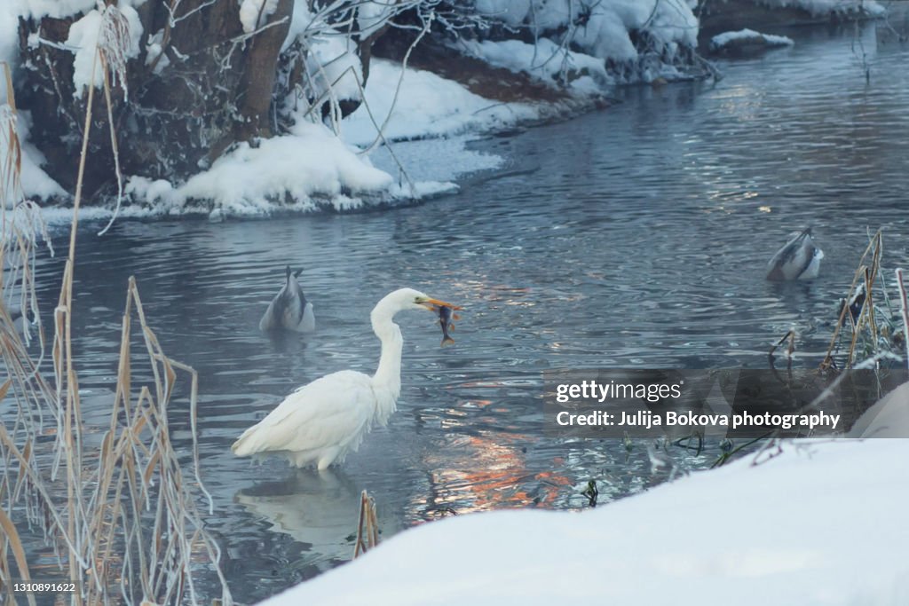 Egret is fishing