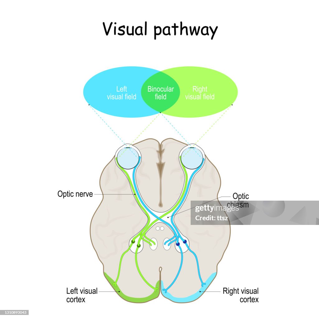 Visual Pathway High-Res Vector Graphic - Getty Images