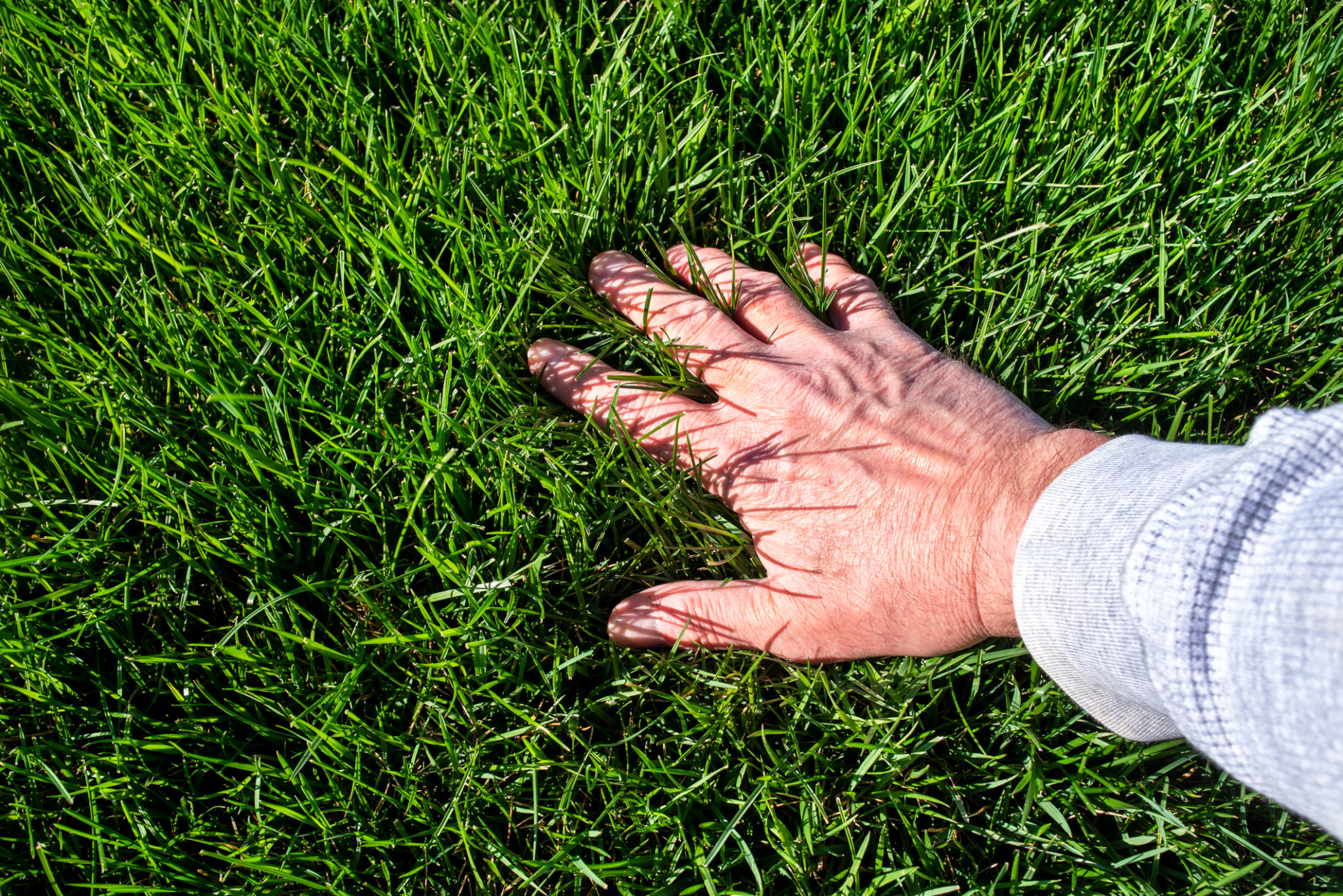 lawn inspection