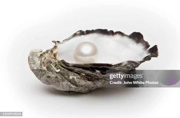 pearl in an oyster shell. australia. - oyster pearl - fotografias e filmes do acervo