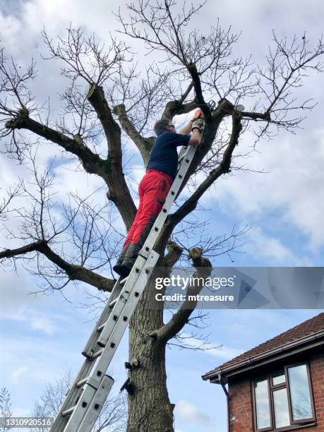 image of tree surgeon up tall, extendable, metal ladder leaning against trunk of english oak tree (quercus robur), pruning with chainsaw, protective clothing - ladder leaning stock pictures, royalty-free photos & images