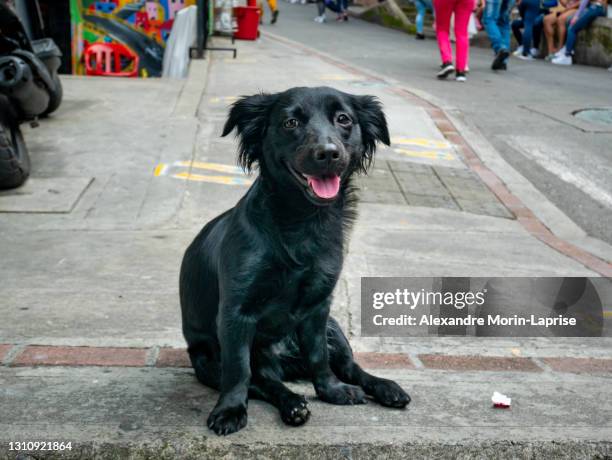 mongrel black dog panting with a happy face in the comuna 13, tourist neighbourhood of medellin, colombia - mixed breed dog stock pictures, royalty-free photos & images