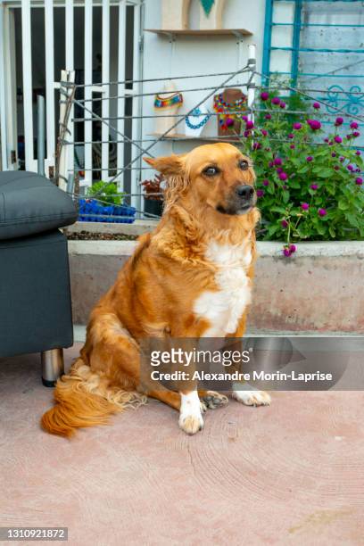 mongrel brown dog staring in the comuna 13, tourist neighbourhood of medellin, colombia - animal meme stock pictures, royalty-free photos & images
