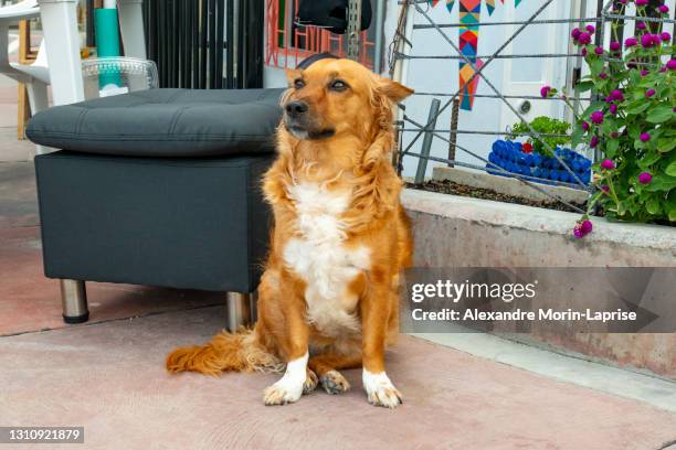 mongrel brown dog staring in the comuna 13, tourist neighbourhood of medellin, colombia - animal meme stock pictures, royalty-free photos & images