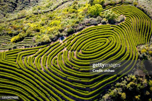 the style of the hilltop tea plantation - terraced field stock pictures, royalty-free photos & images