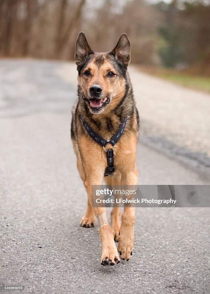 Akita Dog Mixed With German Shepherd Shepherd Dog Mixed Breeds Dog