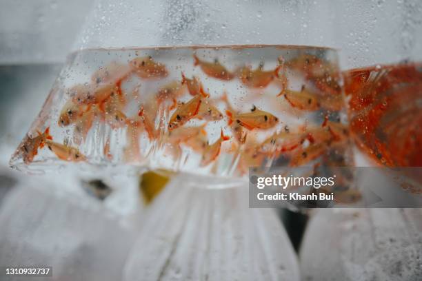 4,161 Fish Bag Stock Photos, High-Res Pictures, and Images - Getty Images