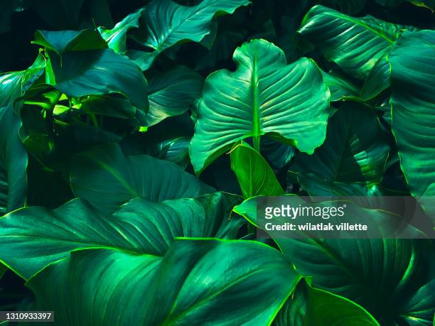 full frame shot of fresh green leaves ,nature background. - jungle leaves stock-fotos und bilder