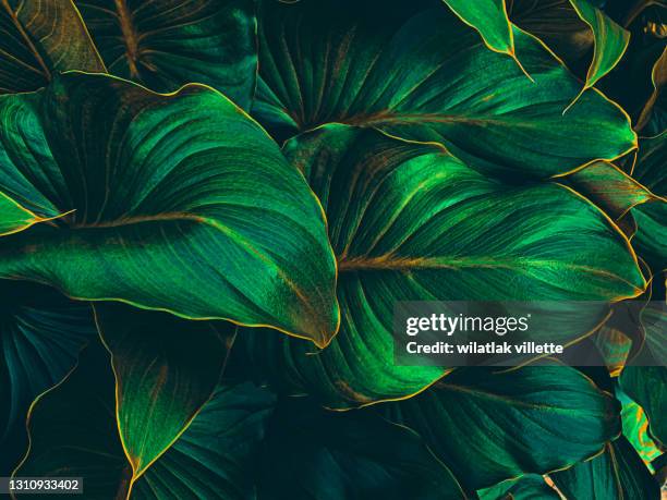 full frame shot of fresh green leaves ,nature background. - bright beautiful flowers 個照片及圖片檔