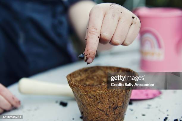 child planting seeds - sonnenblumenkerne stock-fotos und bilder