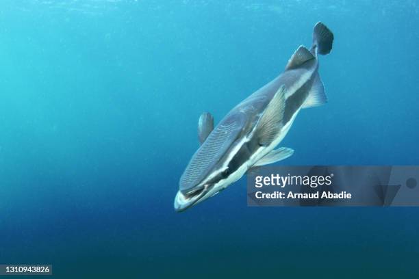 remora-fisch in südafrika - remora fish stock-fotos und bilder