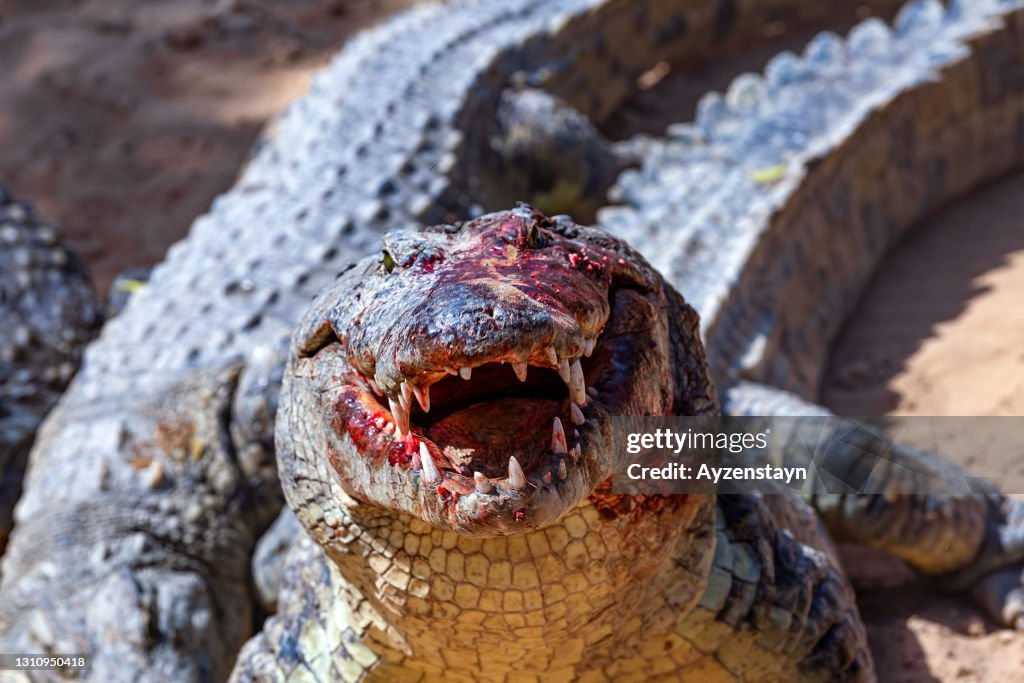 Nile Crocodiles attacking. Face to Face. Blurred Motion.