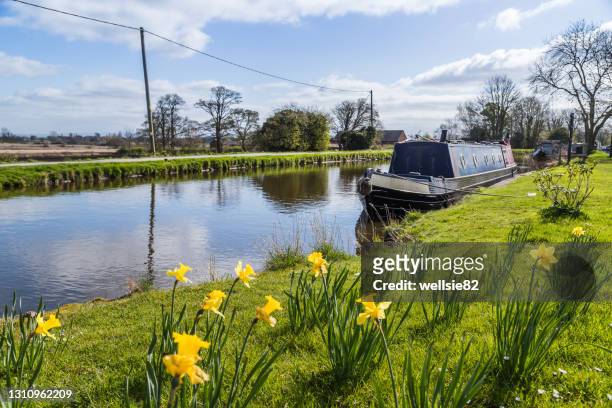 daffodils by the leeds liverpool canal - leeds canal stock pictures, royalty-free photos & images