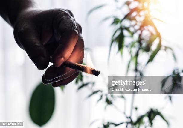 hand of young man holding burning marijuana joint against cannabis plant - stick plant part stockfoto's en -beelden