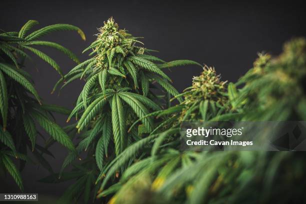 branches of medical marijuana with flower bud sites cannabis cultivation - hemp stock pictures, royalty-free photos & images