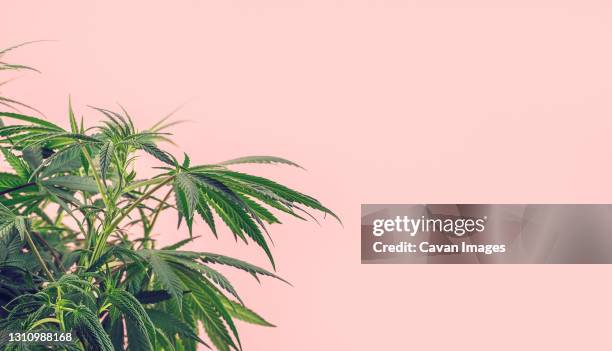 cannabis plant, branches of marijuana against pink background - cbd stock-fotos und bilder