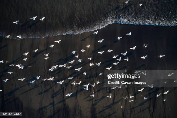 wild flock on ocean shoreline - stormo-di-uccelli foto e immagini stock