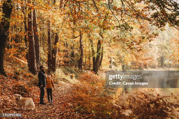 boy and father standing under trees next to canal in fall - canal trees stockfoto's en -beelden