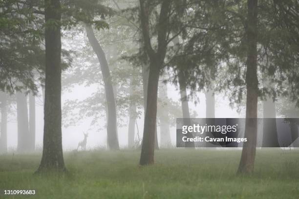 green grass, tall trees and bright foggy forest in idyllic sunrise - lexington   kentucky stock-fotos und bilder