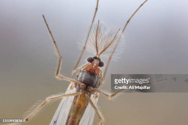 mosquito - malaria parasite stock-fotos und bilder