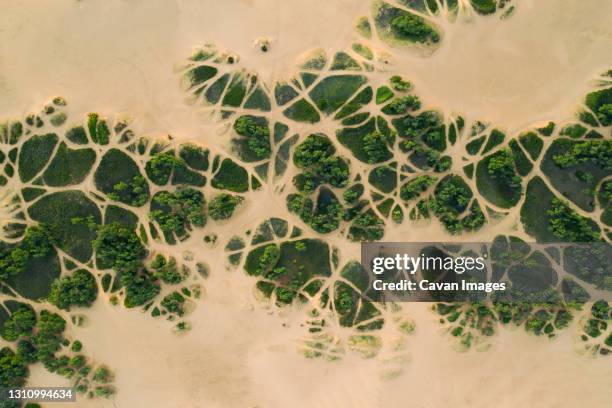 tough foliage grows in sands, little sahara state park, ok - aerial desert stock pictures, royalty-free photos & images