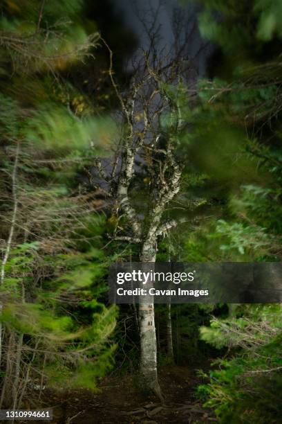 shaky trees sway in wind on dark night - shaky stock pictures, royalty-free photos & images