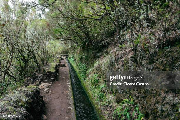 levada do alecrim footpath - alecrim photos et images de collection