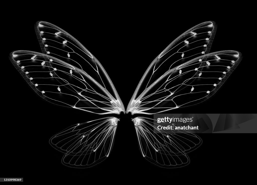 Umělecká fotografie Insect cicada wing isolated on white background