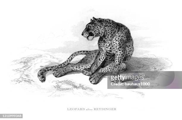 ilustraciones, imágenes clip art, dibujos animados e iconos de stock de leopardo en la ilustración grabada salvaje - piel leopardo