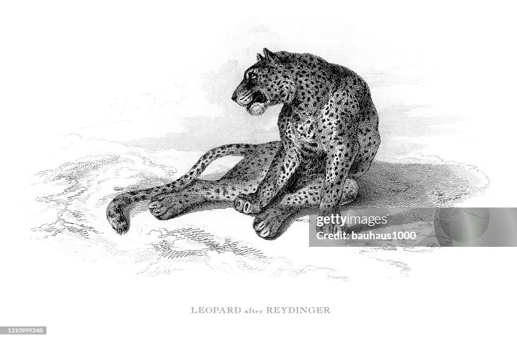 野生の彫刻されたイラストの中のヒョウ