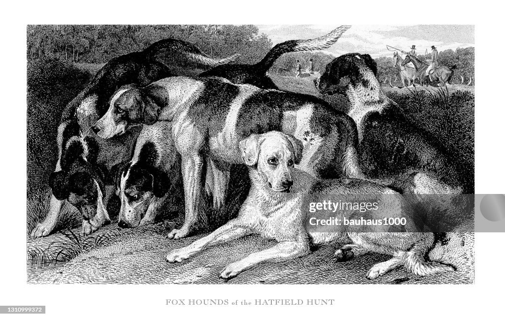 Fox Hounds of the Hatfield Hunt Engraved Illustration