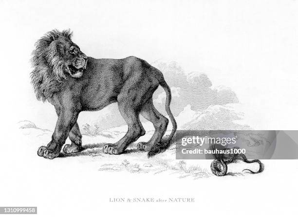91点のライオン 寝ているイラスト素材 Getty Images 91点のライオン 寝ているイラスト素材 Getty Images