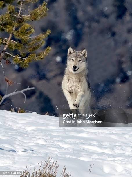 grijze wolf die over heuveltop loopt die sneeuw in yellowstone nationaal park schopt - grijze wolf stockfoto's en -beelden