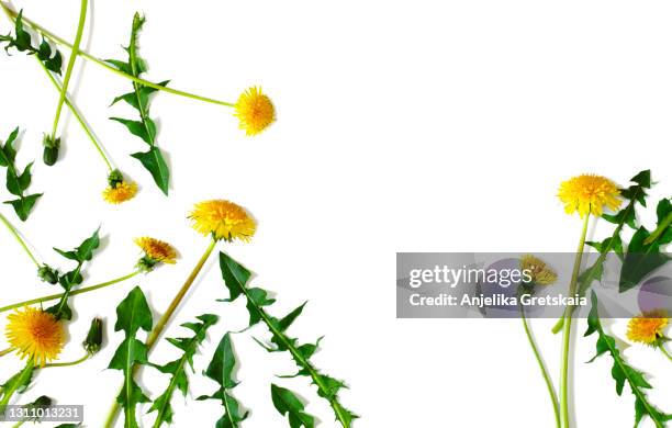 many yellow dandelions and dandelions leaves. - löwenzahn stock-fotos und bilder