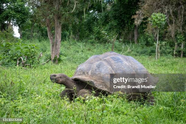 galapagos giant tortoise - galapagos giant tortoise stock-fotos und bilder