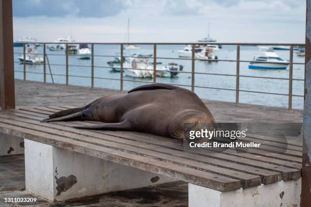 sea lion sleeping on bench in galapagos - galapagos isle stock-fotos und bilder