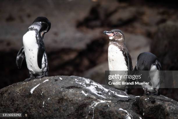 penguins in galapagos - galapagos penguin stock pictures, royalty-free photos & images