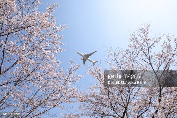ascending plane over cherry blossoms - plane taking off stock-fotos und bilder