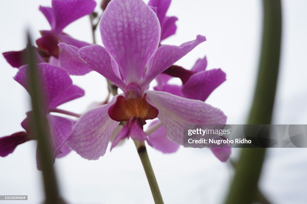 Vanda Miss Joaquim