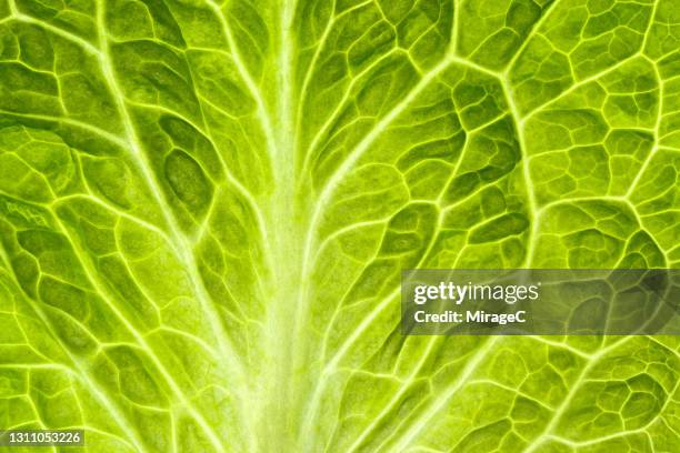 romaine lettuce leaf - romaine lettuce stock pictures, royalty-free photos & images