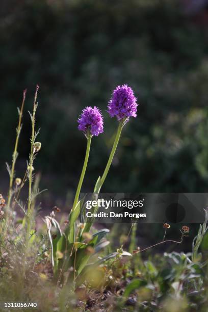 toothed orchid, a wildflower - jerusalem sage stock pictures, royalty-free photos & images