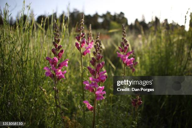 great snapdragon, a wildflower - antirrhinum majus stockfoto's en -beelden