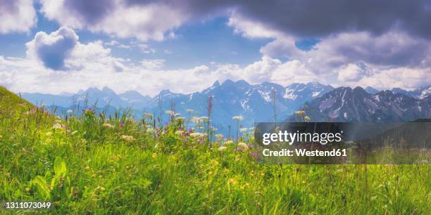 panorama of alpine meadow in spring - alpes do allgäu imagens e fotografias de stock