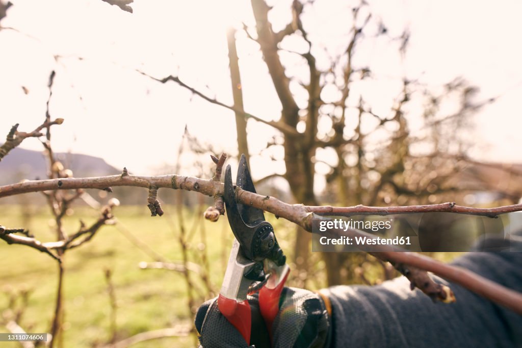 Farmer using pruning shears on bare tree at orchard during sunny day